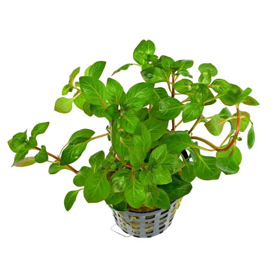Ludwigia palustris